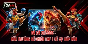 Đá Gà C1 S666 - Đấu Trường Kê Chiến Top 1 Về Sự Hấp Dẫn